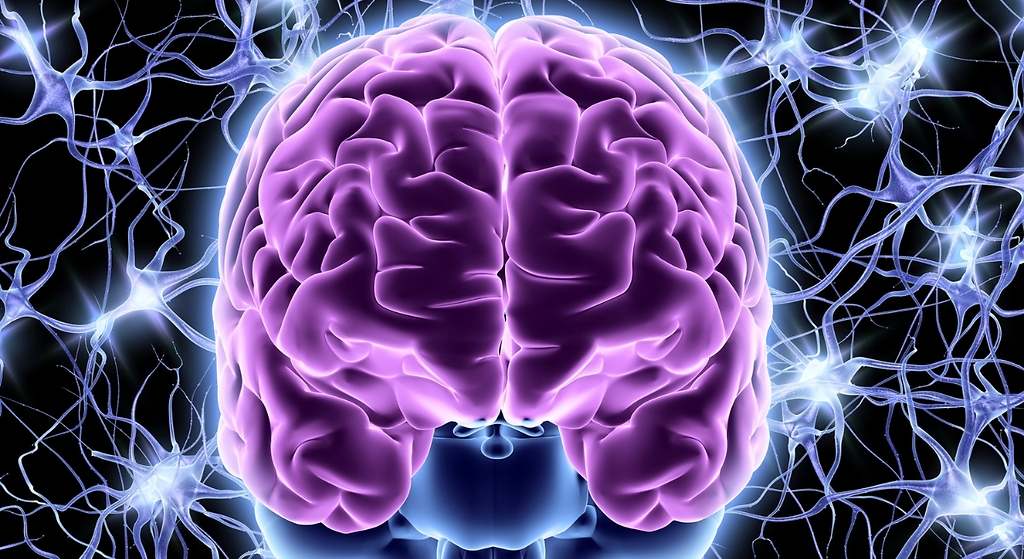 Un conjunto de redes neuronales