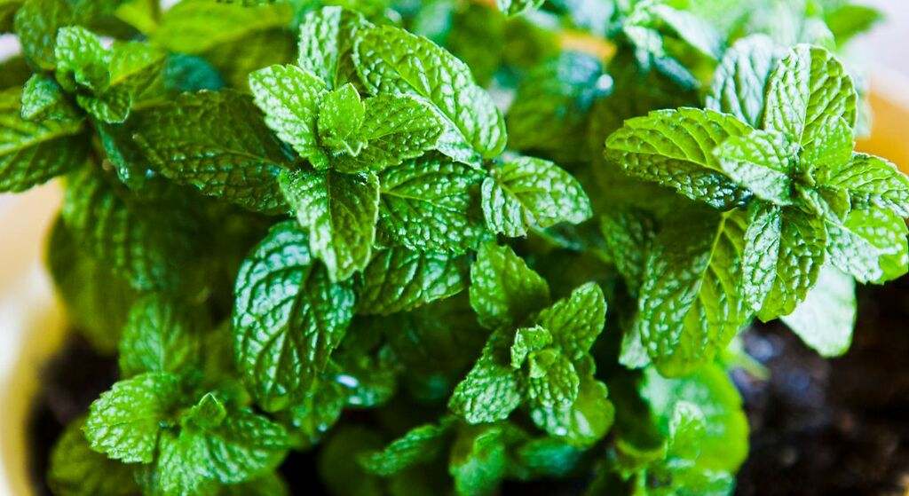 Menta
