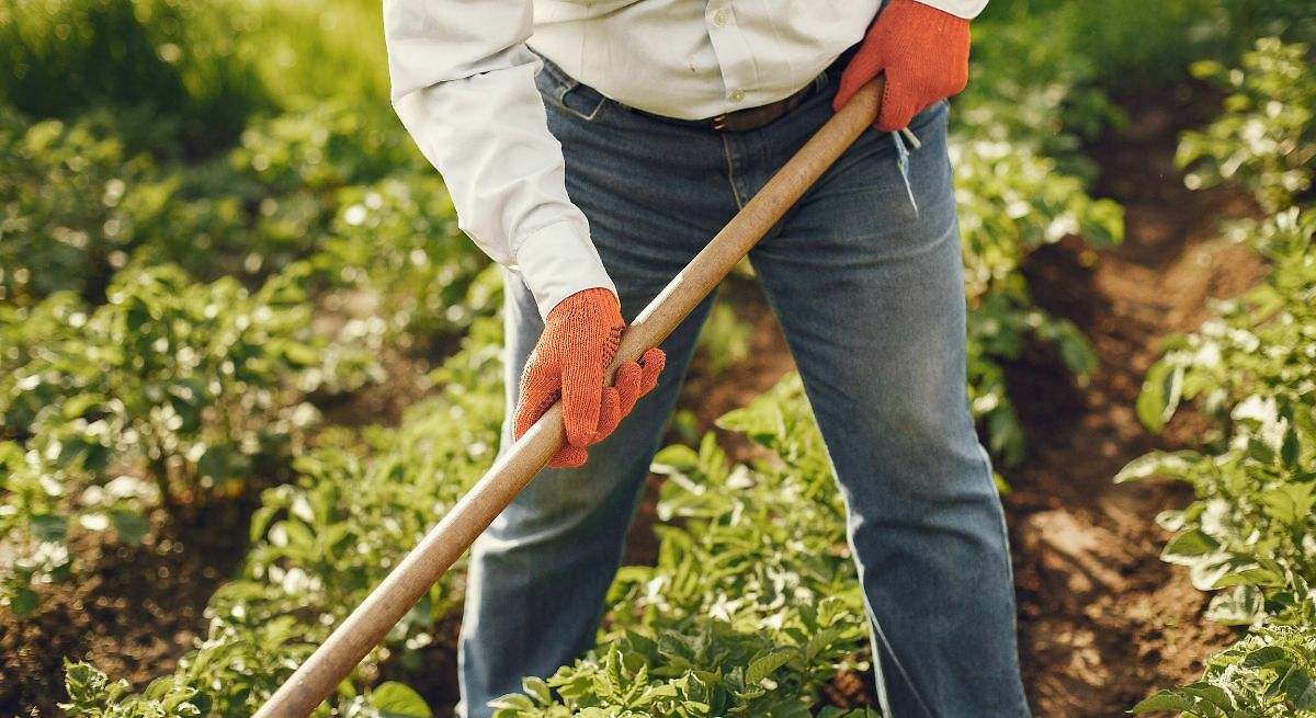 Renta agraria