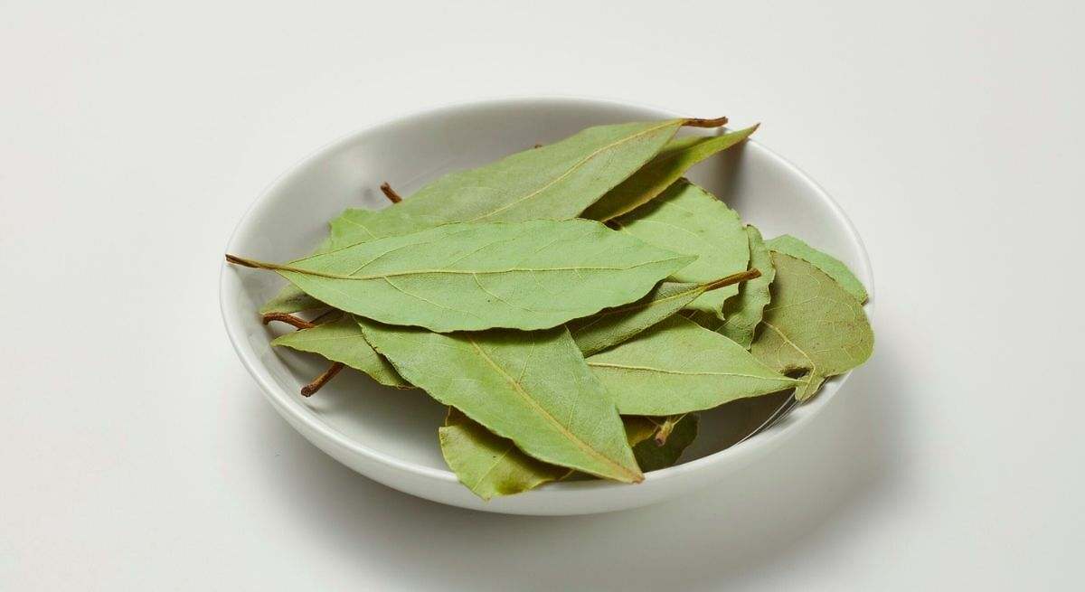 Hojas de laurel