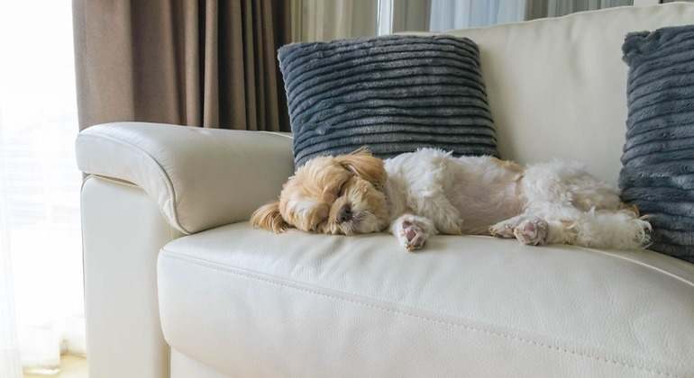perro dormido