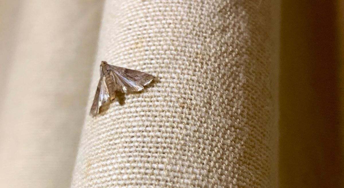 Adiós a las polillas este verano: se mantendrán alejadas de casa si colocas esta planta que recomiendan los expertos