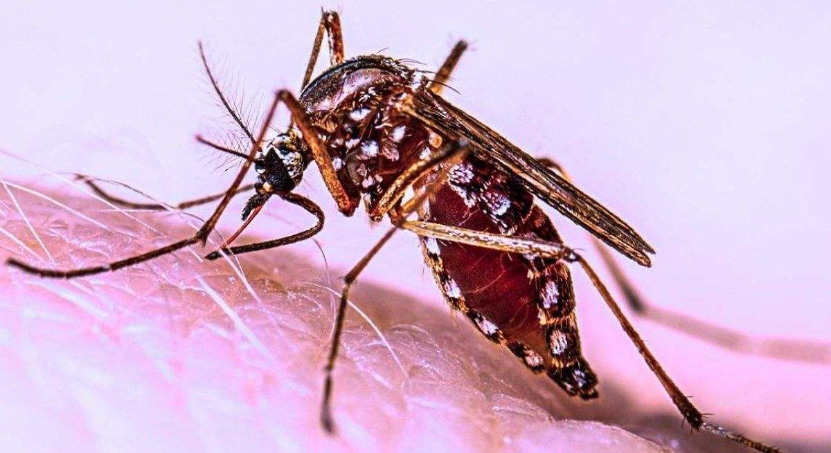 Una investigación de científicos argentinos descubre que los mosquitos del dengue se volvieron resistentes a la fumigación gracias a una mutación genética