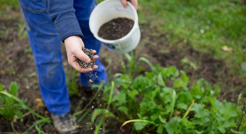 Oro líquido: el fertilizante casero para las plantas que se hace con un solo ingrediente que todos tenemos en casa