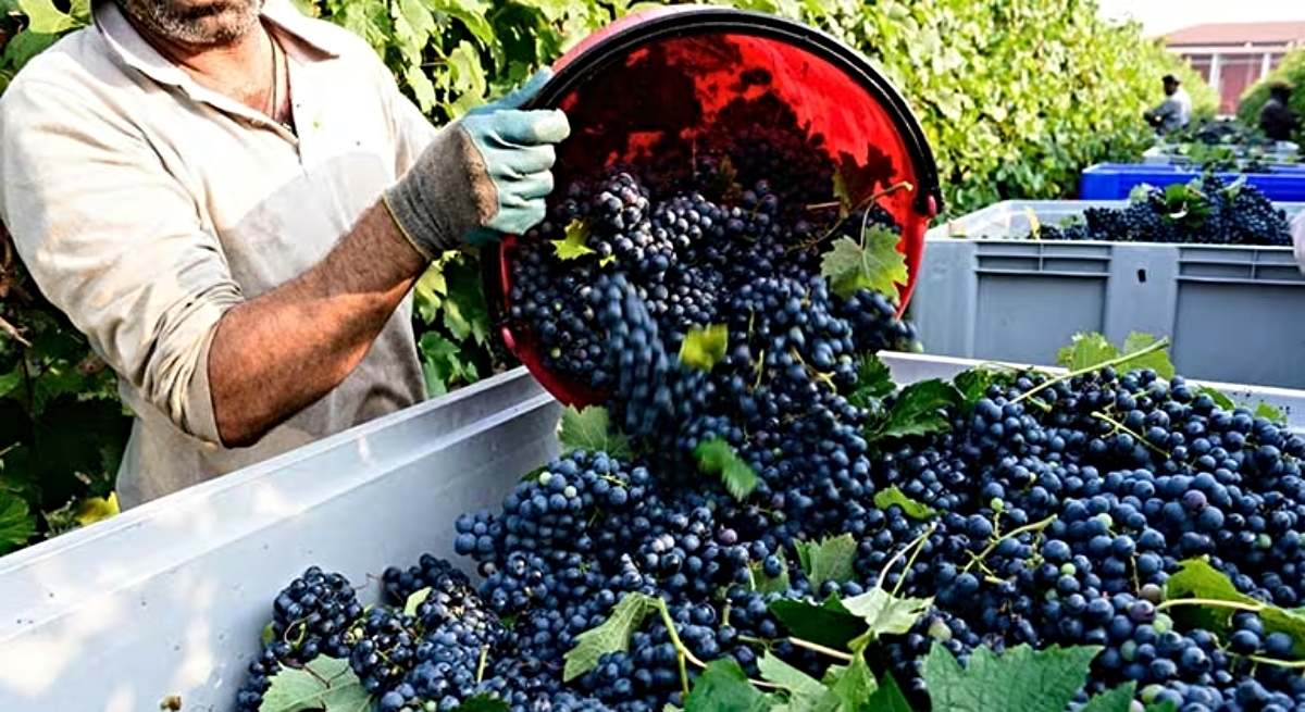 La vendimia llega con 116.400 hectáreas menos por las inclemencias climáticas