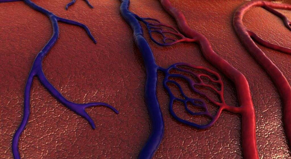 La mejor verdura para limpiar las arterias y venas de forma natural