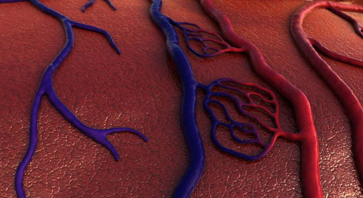 La mejor verdura para limpiar las arterias y venas de forma natural