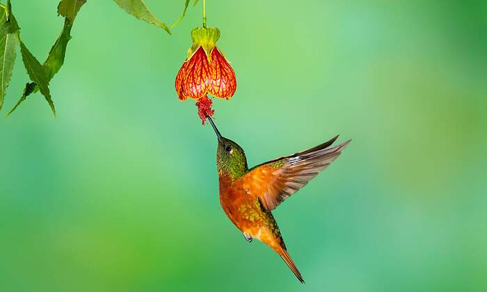 Pajaro-istock-1200.jpg