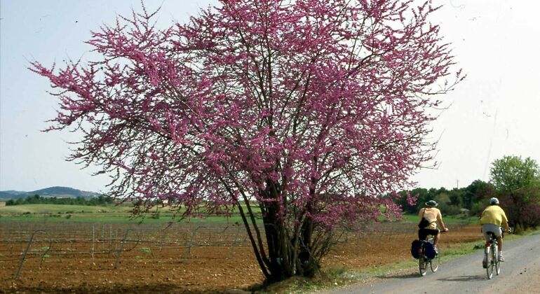 Árbol rosa y dos ciclistas