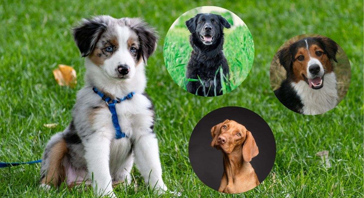 Cinco gestos corporales que hace tu perro habitualmente: este es su significado