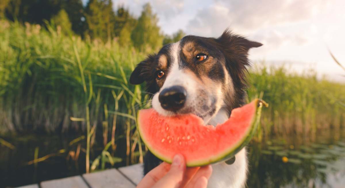 Soy veterinaria y estas son las cinco frutas más recomendables para tu perro