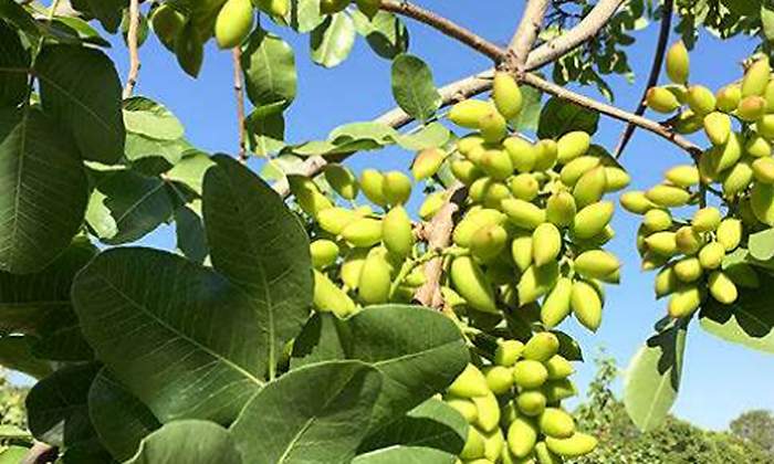 pistacho