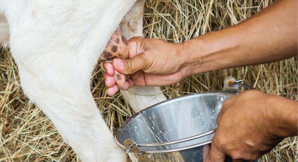 Alimentos de origen animal