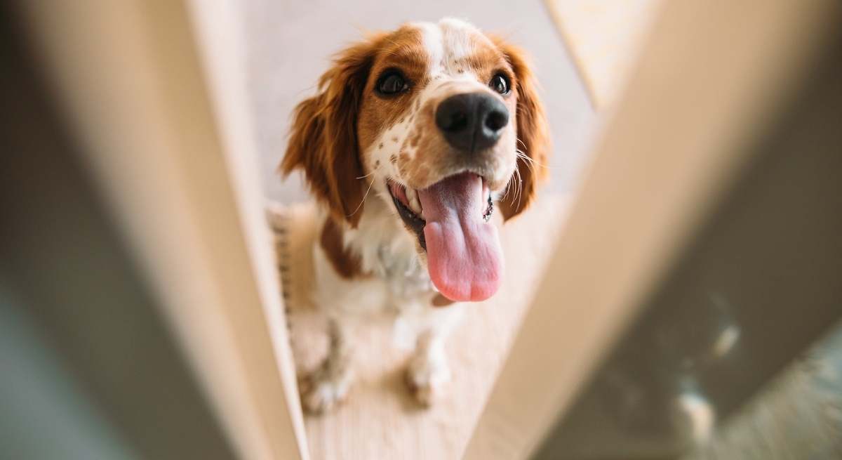 Alertan a los dueños de perros por algo que casi todos hacen y que genera graves problemas en sus mascotas