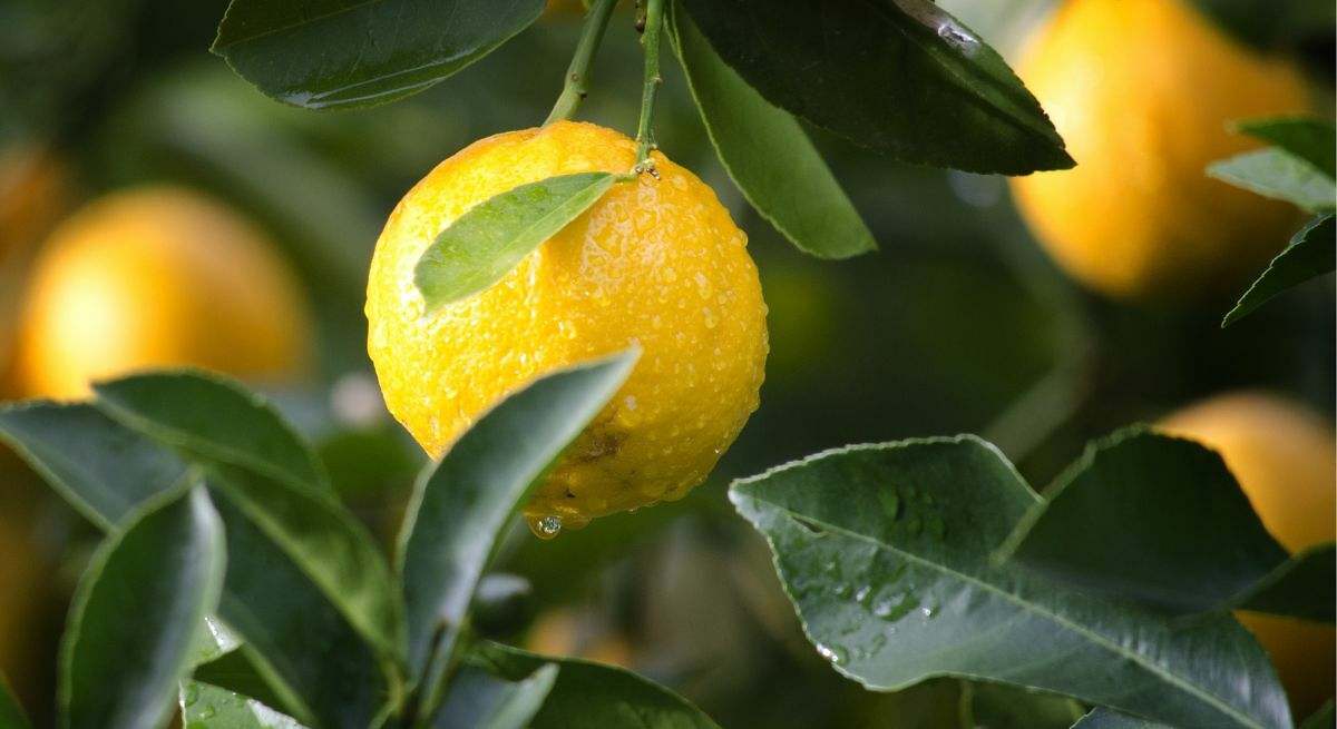 Aspectos destacados