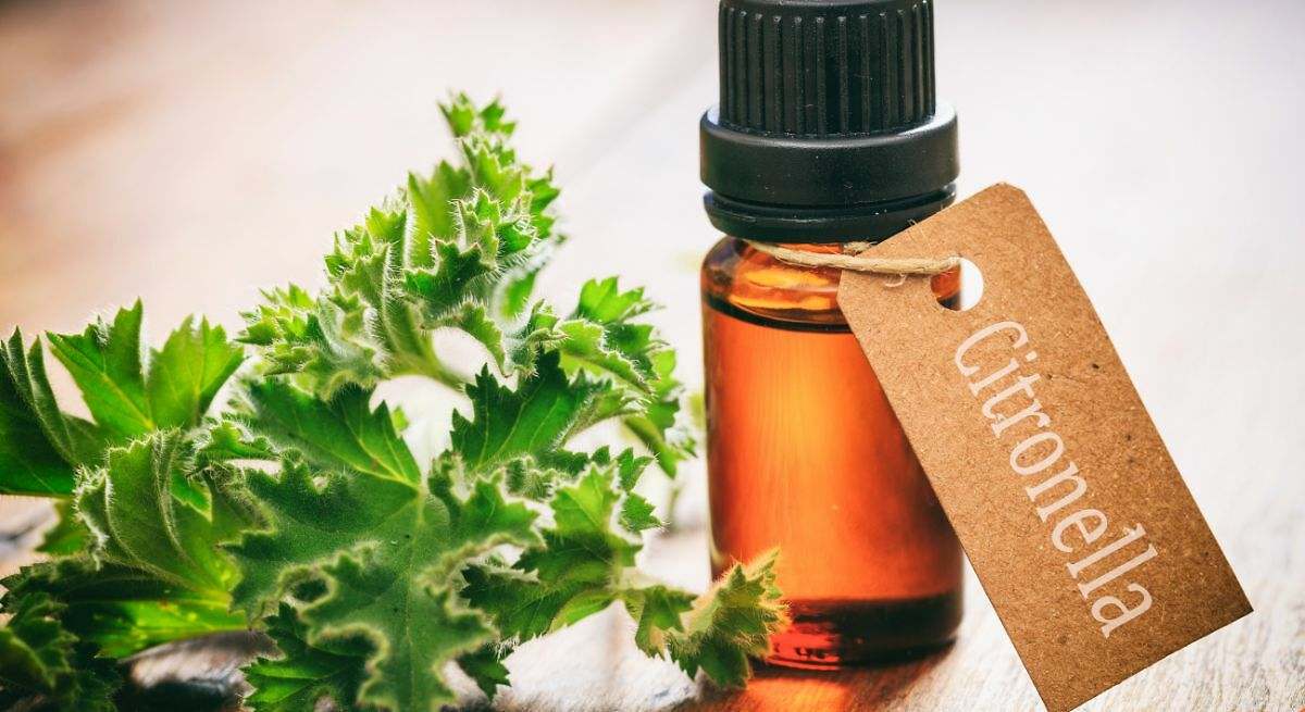 El aceite de citronela