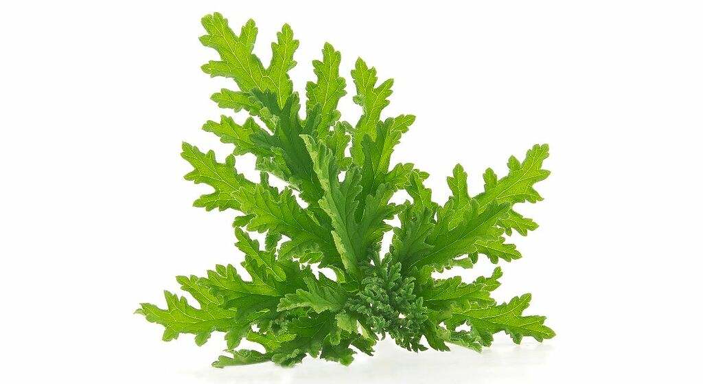 Plantas de citronela
