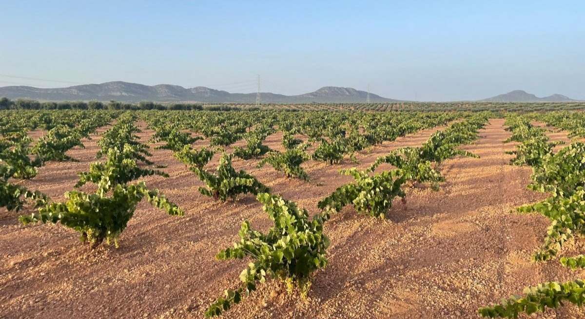 Agricultores extremeños piden precios justos para la uva en una campaña de menos producción y calidad excelente