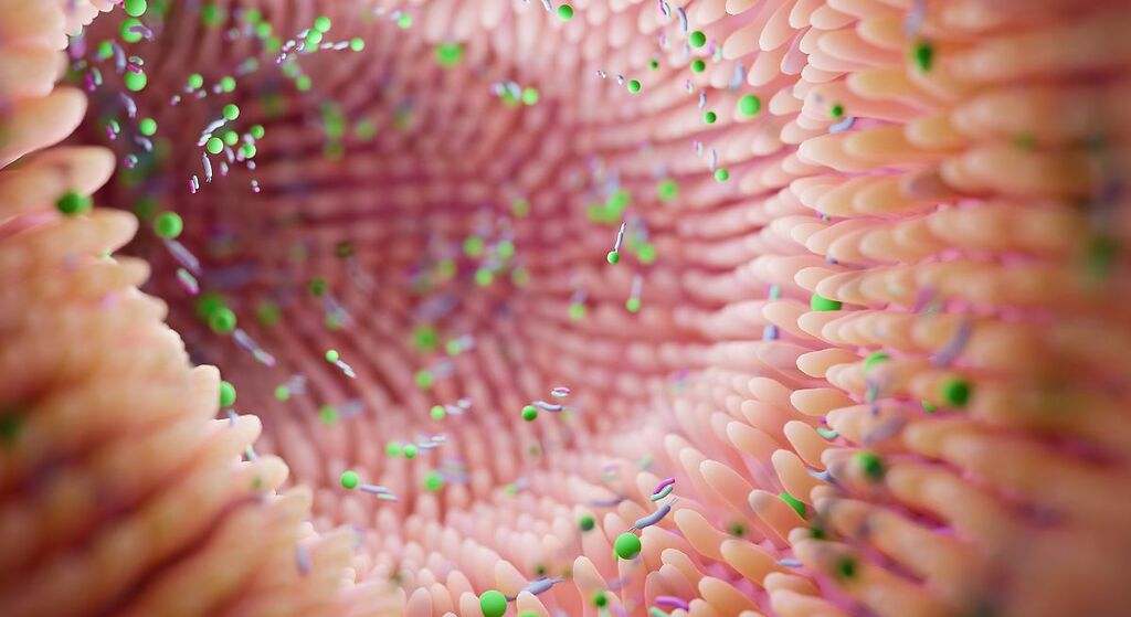 Es ideal para la microbiota
