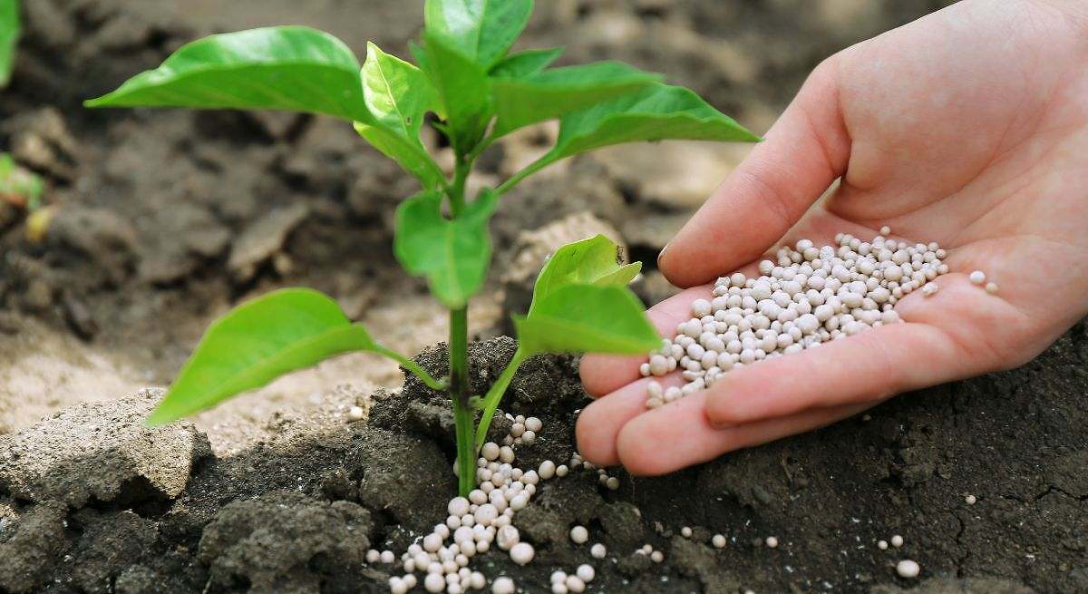 Ni café ni cáscaras de huevo: el abono casero considerado como 'mina de oro' para revivir y hacer crecer en verano tus plantas