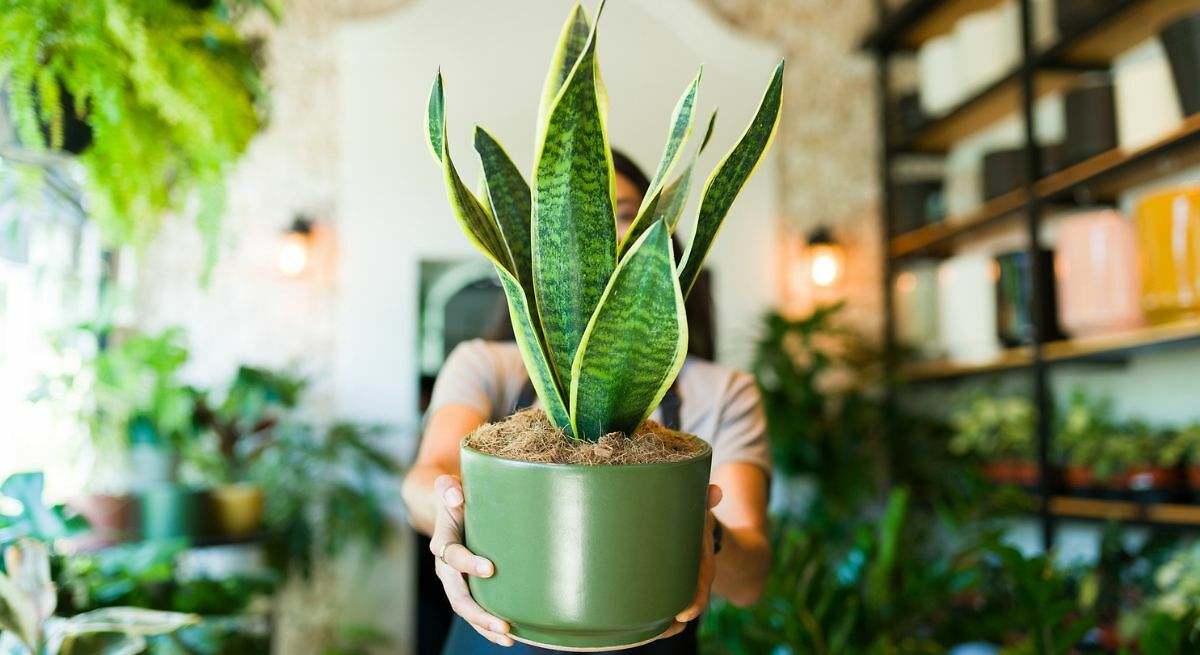 La sansevieria o lengua de suegra