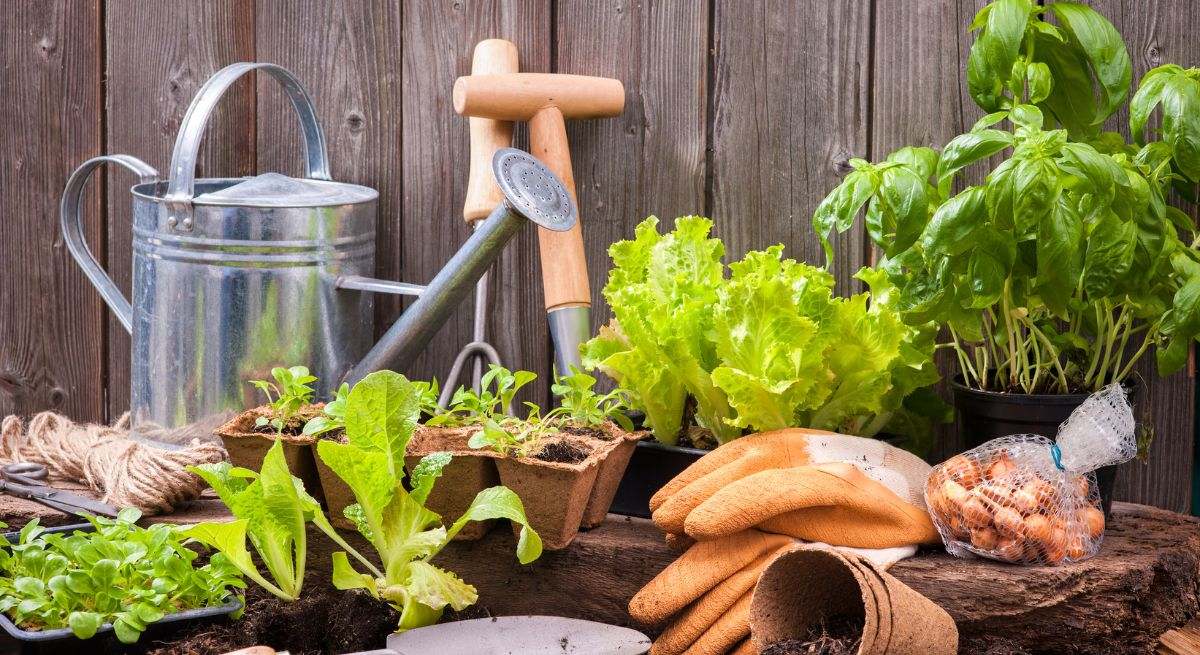 Calendario de hoy: qué plantar en diciembre