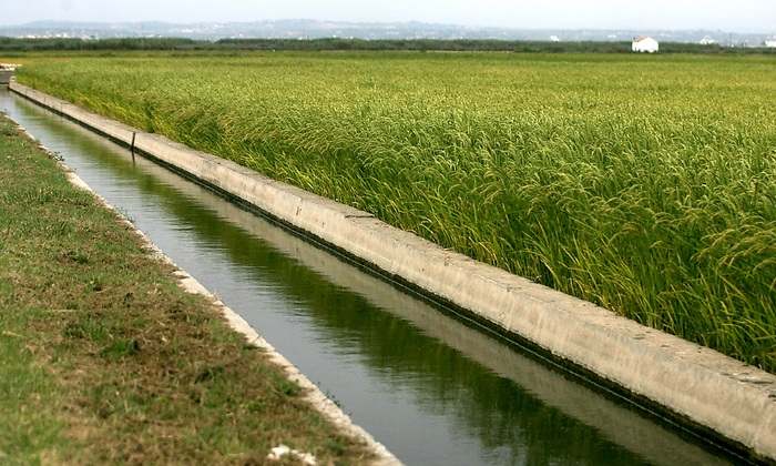 Arroz_Albufera.jpg