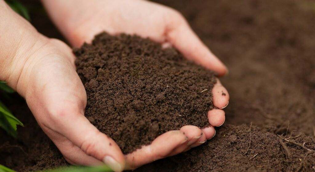 De cara a las demás plantas, es un gran abono para las demás