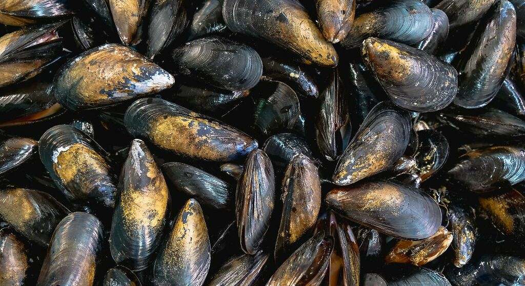 Las propiedades de los mejillones