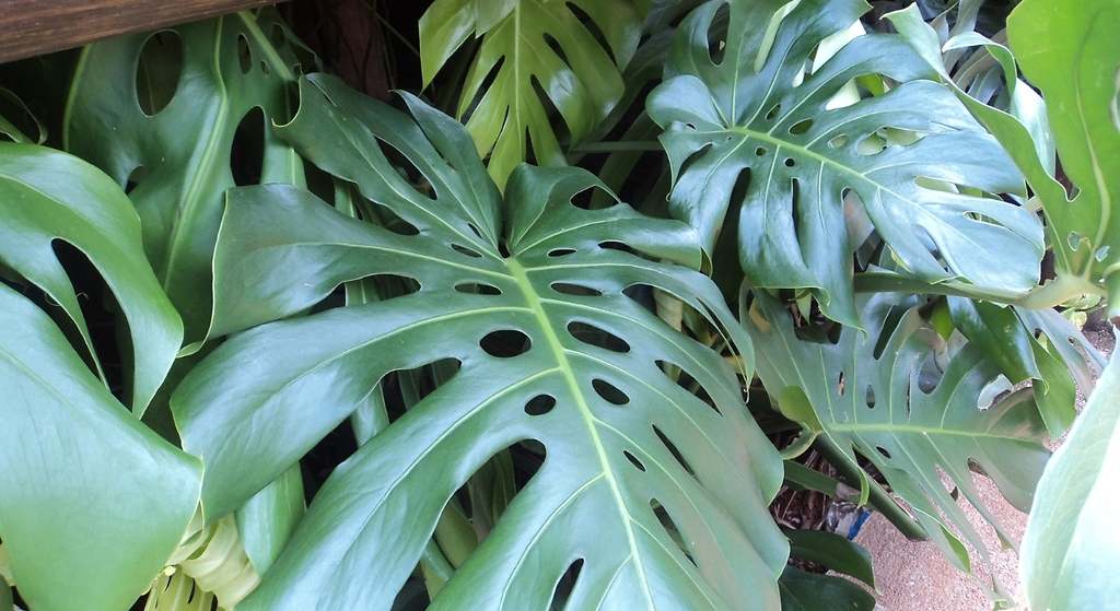Monstera deliciosa o costilla de Adán