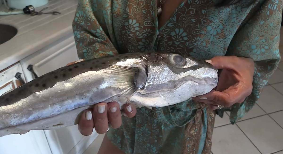 La 'piraña del Mediterráneo' se expande de manera imparable: "Probablemente, la peor especie invasiva del mundo"