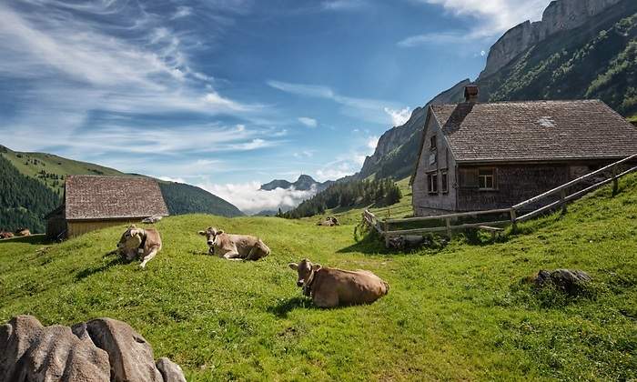 vacas.jpg