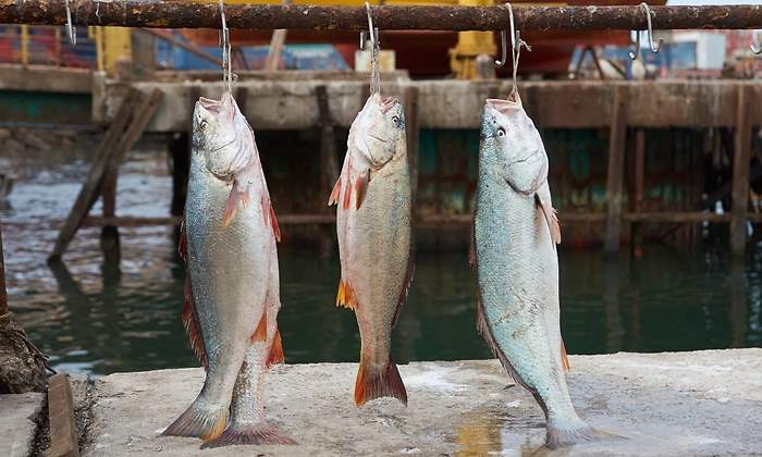 corvina_chile.jpg