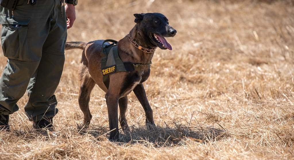 Perro policía