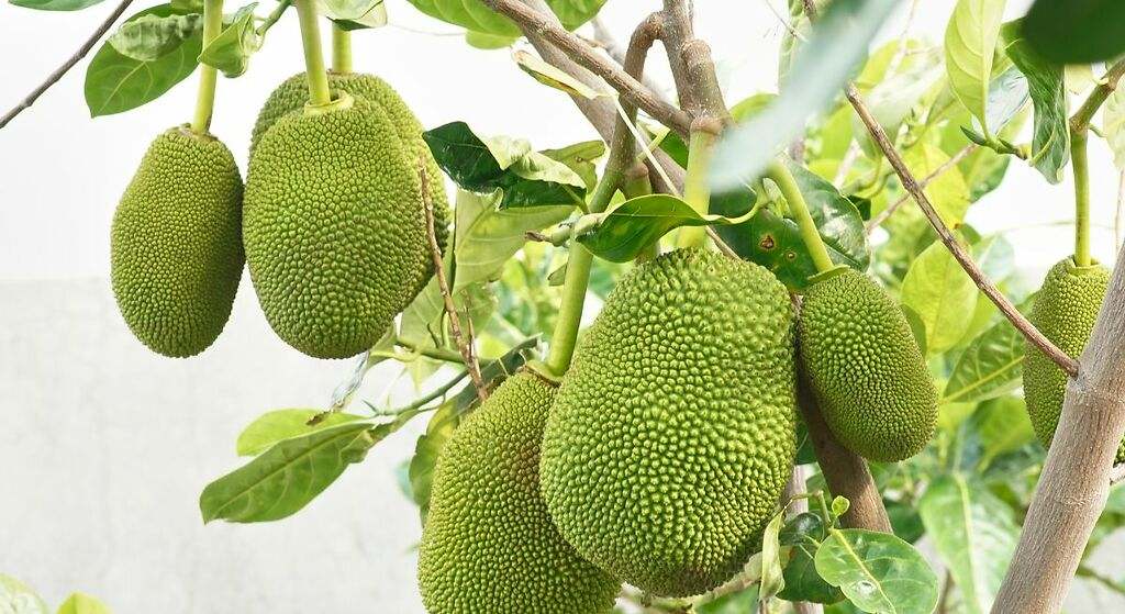 Yaca