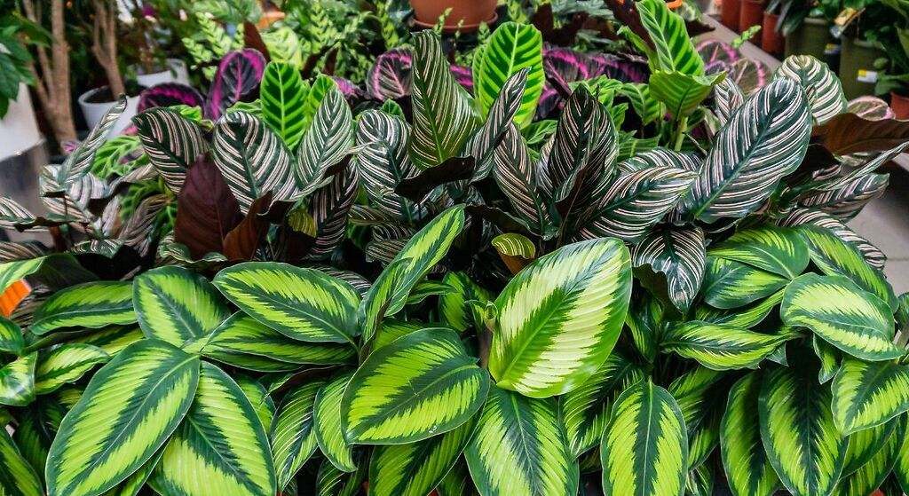 Se aconseja a los propietarios de viviendas esparcir chile en polvo en sus jardines este mes: este es el motivo