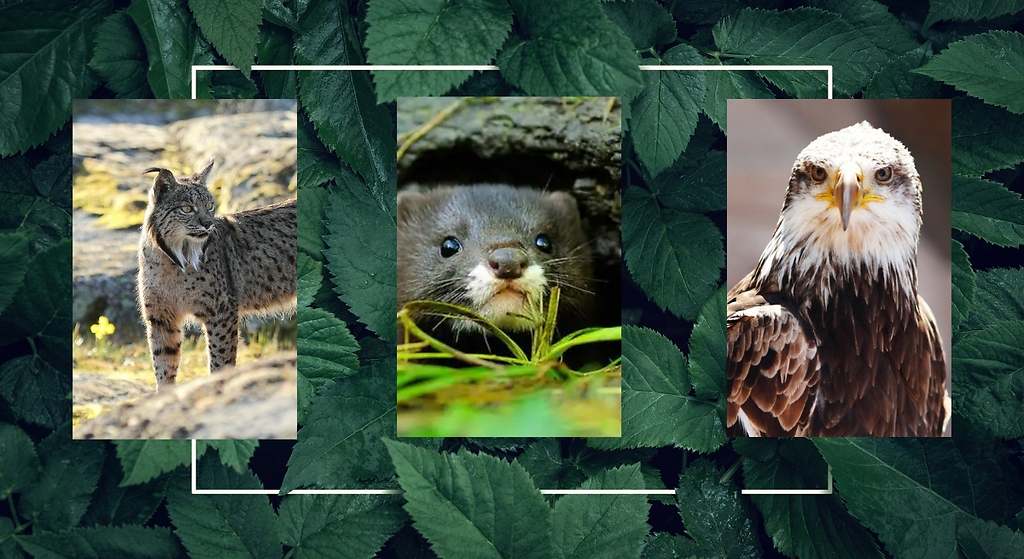 El lince ibérico escapa de la larga lista de animales en peligro de extinción en España