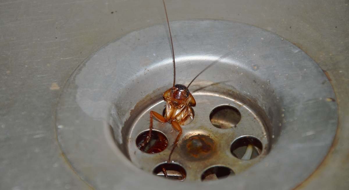 Cómo entran