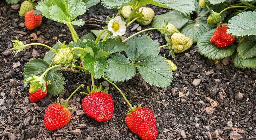 Nutrientes