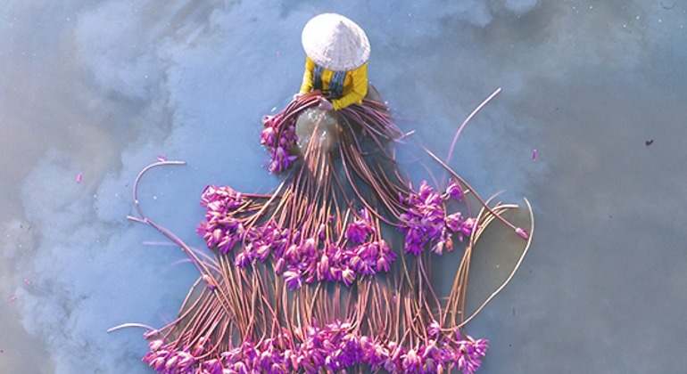 Mujer recogiendo lirios de agua en Moc Hoa.