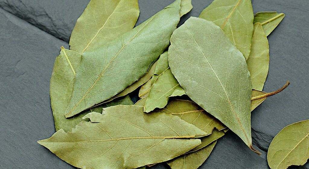 Una hoja de laurel detrás de la puerta: el truco sencillo con el que terminarás con el gran problema para el próximo verano