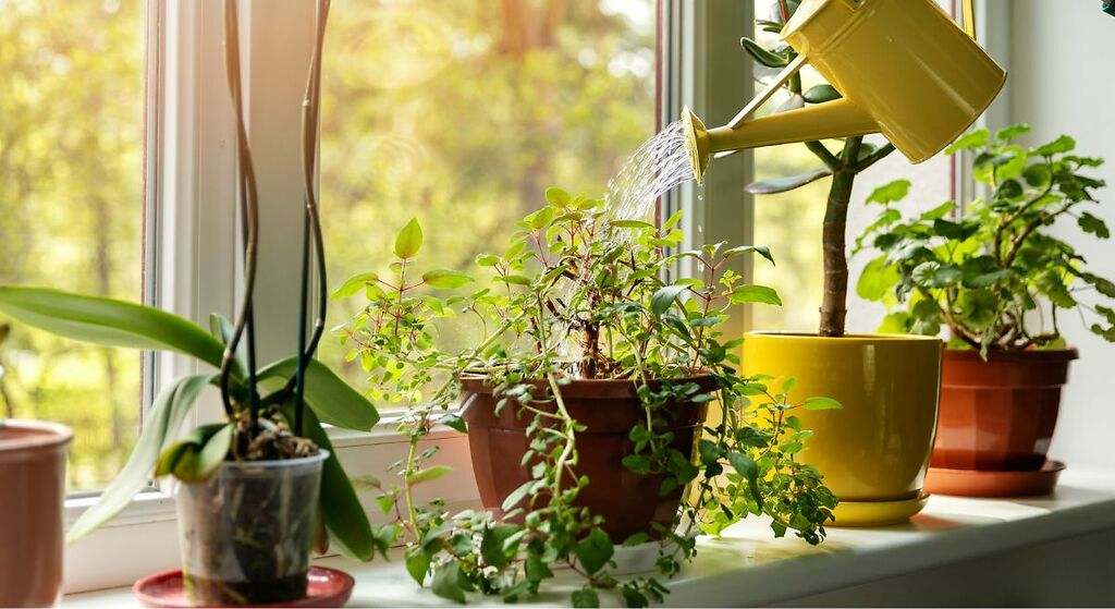Crear un rincón para plantas