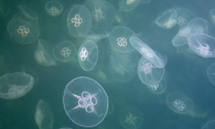buena-medusas.jpg