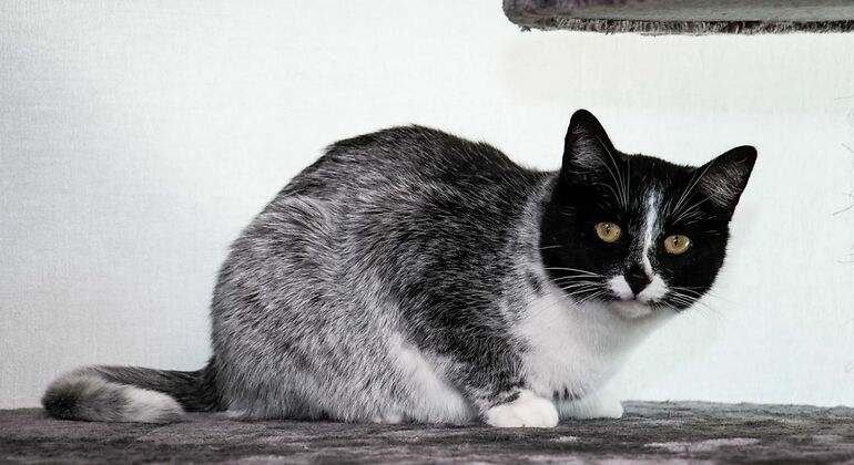 gato-gris