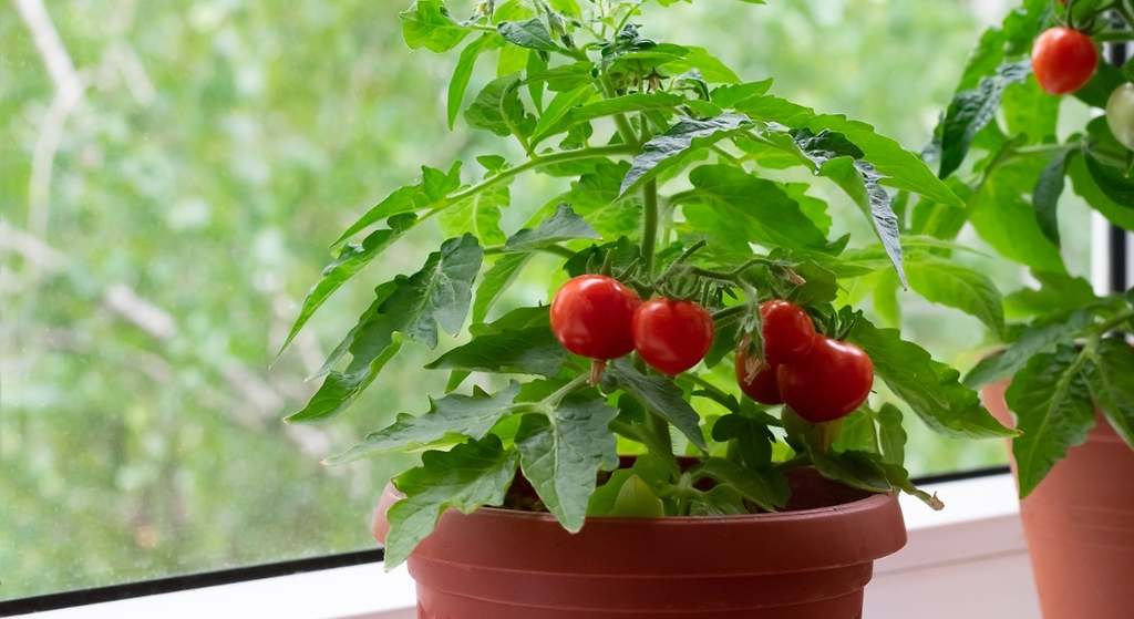 Cómo cultivar las tomateras para tener tomates en casa: el truco para obtener los mejores resultados que usan los jardineros expertos
