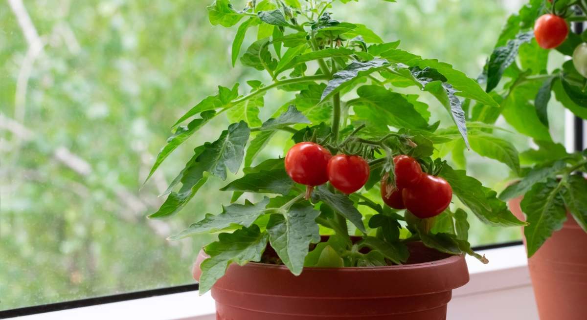 Cómo cultivar las tomateras para tener tomates en casa: el truco para obtener los mejores resultados que usan los jardineros expertos