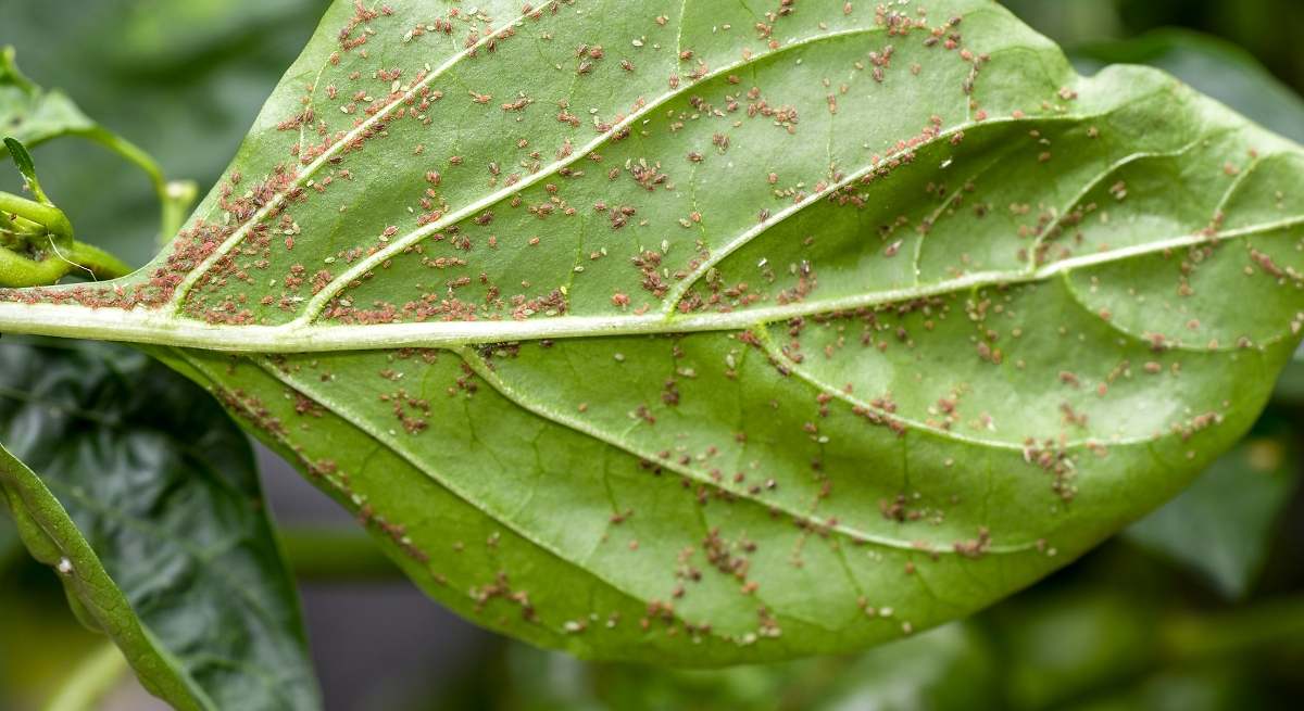El remedio casero para eliminar el pulgón de las plantas con solo dos ingredientes