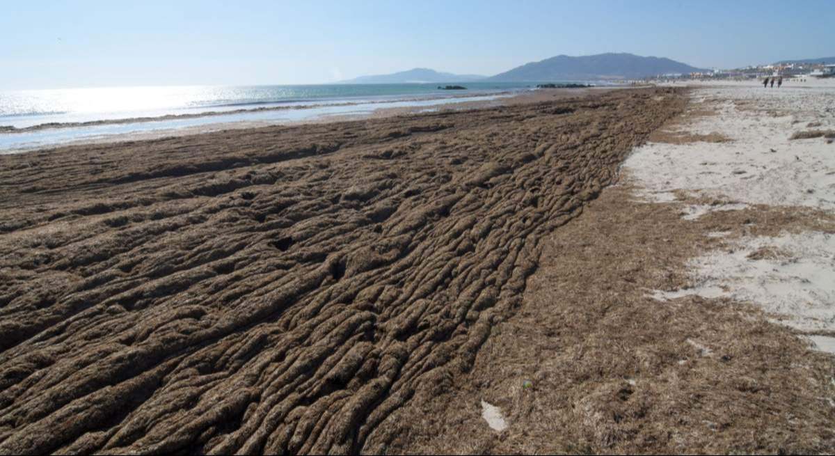 Andalucía permite al fin rentabilizar el alga asiática: fertilizantes, energía o envases