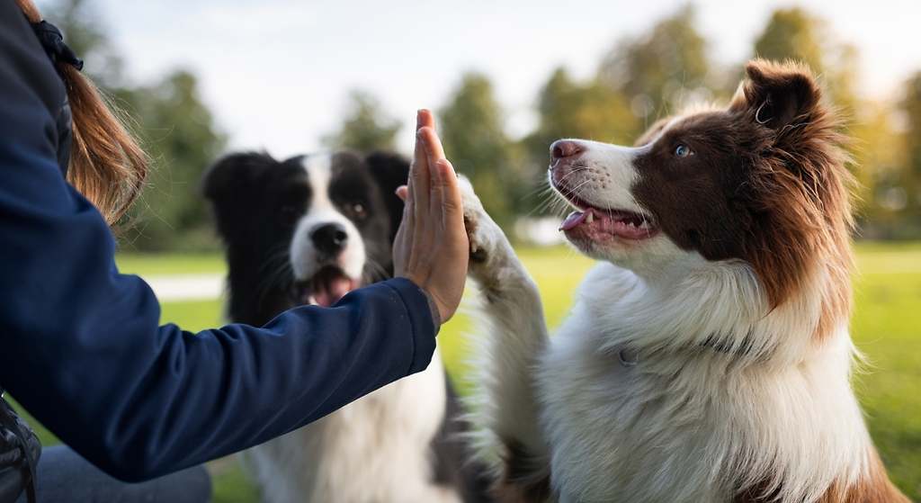 El border collie queda segundo