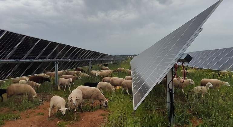 Control de vegetación por pastoreo en la planta fotovoltaica de Alcores (Sevilla)